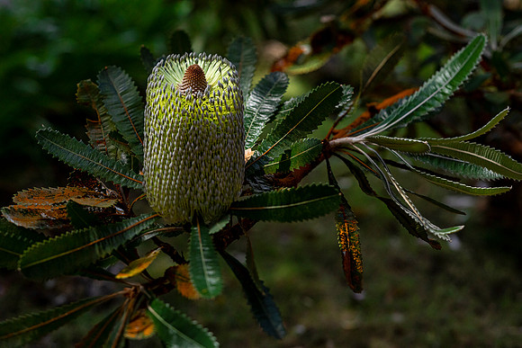 Kula-Botanical-Garden-full-res-print-ready-003