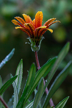 Haleakala-Botanical-Garden-full-res-print-ready-002