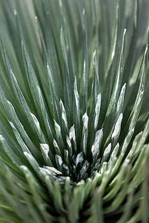 Haleakala-Botanical-Garden-full-res-print-ready-006