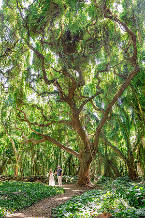 WebRes-MaddyLPhoto-Maui-Portraits-005