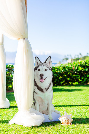 GrandWailea-Maui-Wedding-MaddyL-35