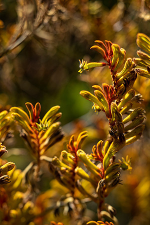 Kula-Botanical-Garden-full-res-print-ready-004