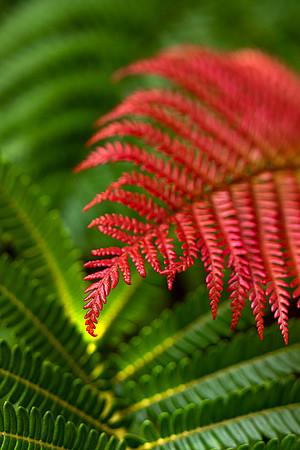Kula-Botanical-Garden-full-res-print-ready-006