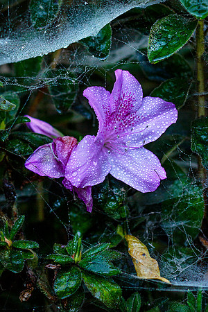 Haleakala-Botanical-Garden-full-res-print-ready-001