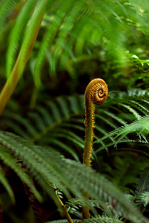 Haleakala-Botanical-Garden-full-res-print-ready-003