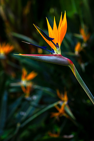Haleakala-Botanical-Garden-full-res-print-ready-007