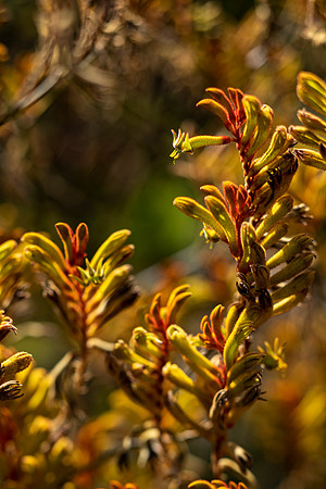 Kula-Botanical-Garden-full-res-print-ready-004