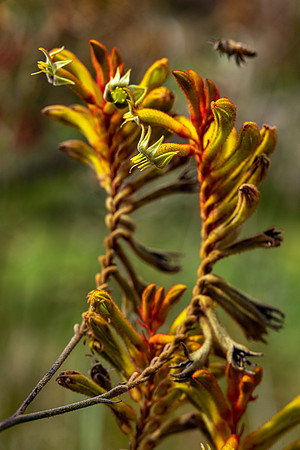 Kula-Botanical-Garden-full-res-print-ready-005