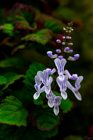 Plectranthus Ernstii 'Bonsai Mint'