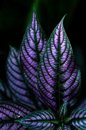 Strobilanthes Dyeriana 'Persian Shield'
