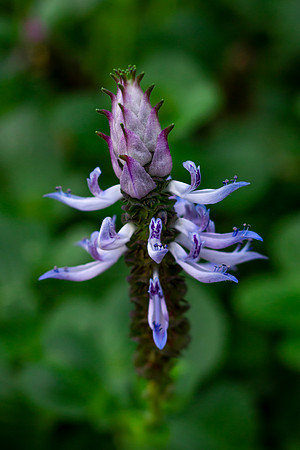 Plectranthus Caninus 'Scaredy Cat Plant'