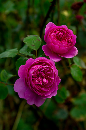 Queen Mother's Memorial Garden Roses II
