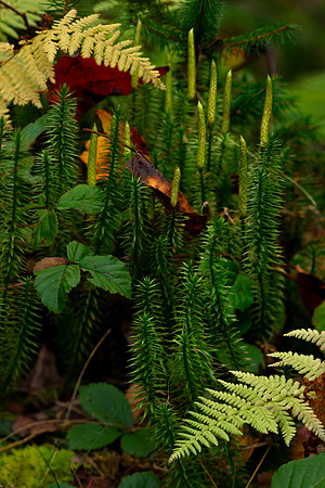 Monongahela-Forest-Madelynne-Lorraine-003