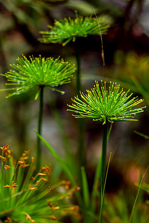 Haleakala-Botanical-Garden-full-res-print-ready-004