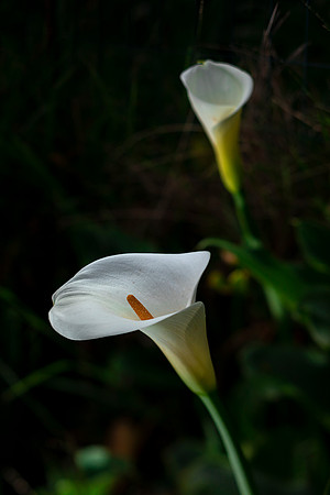 floral-photography-by-madelynne-nehl-013