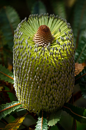 Kula-Botanical-Garden-full-res-print-ready-002