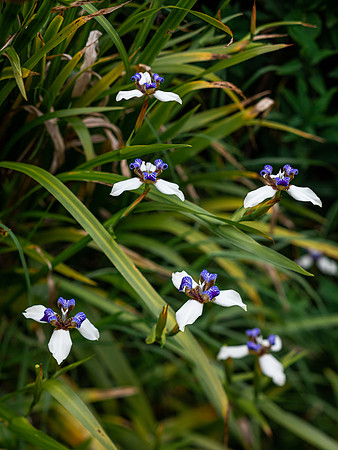 flower-photographer-maui-hawaii-001