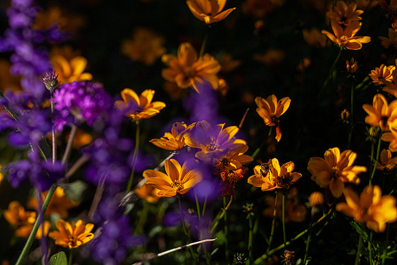 bees-by-madelynne-nehl-001