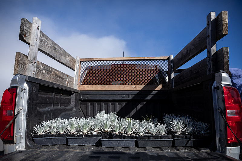 Silversword-Planting-Haleakala-Oct3020-001