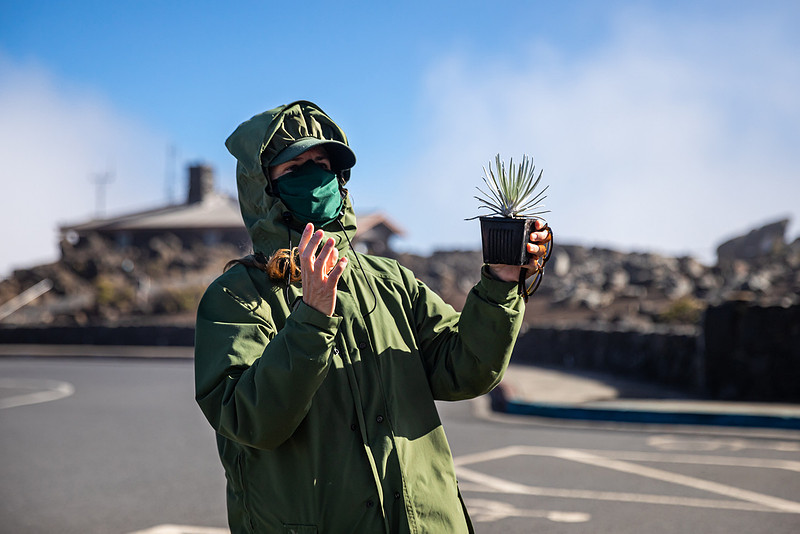 Silversword-Planting-Haleakala-Oct3020-003