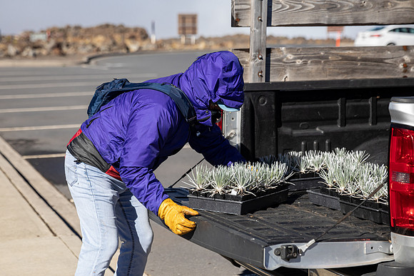 Silversword-Planting-Haleakala-Oct3020-007