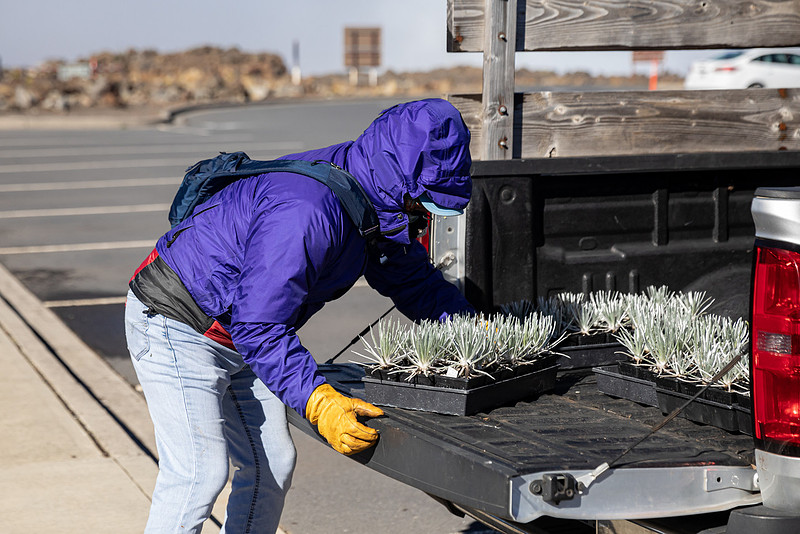Silversword-Planting-Haleakala-Oct3020-007