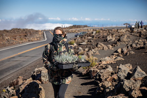 Silversword-Planting-Haleakala-Oct3020-011