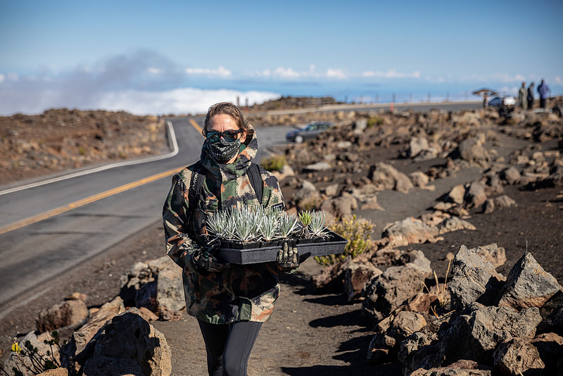 Silversword-Planting-Haleakala-Oct3020-011