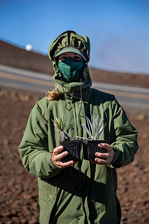 Silversword-Planting-Haleakala-Oct3020-015