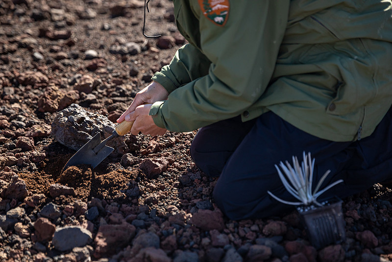 Silversword-Planting-Haleakala-Oct3020-019