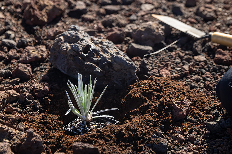 Silversword-Planting-Haleakala-Oct3020-020