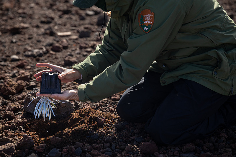 Silversword-Planting-Haleakala-Oct3020-021