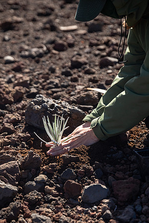 Silversword-Planting-Haleakala-Oct3020-023