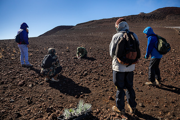Silversword-Planting-Haleakala-Oct3020-025