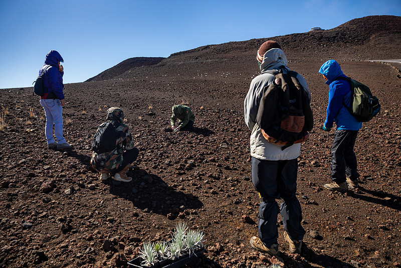 Silversword-Planting-Haleakala-Oct3020-025