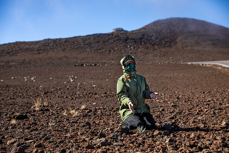 Silversword-Planting-Haleakala-Oct3020-027