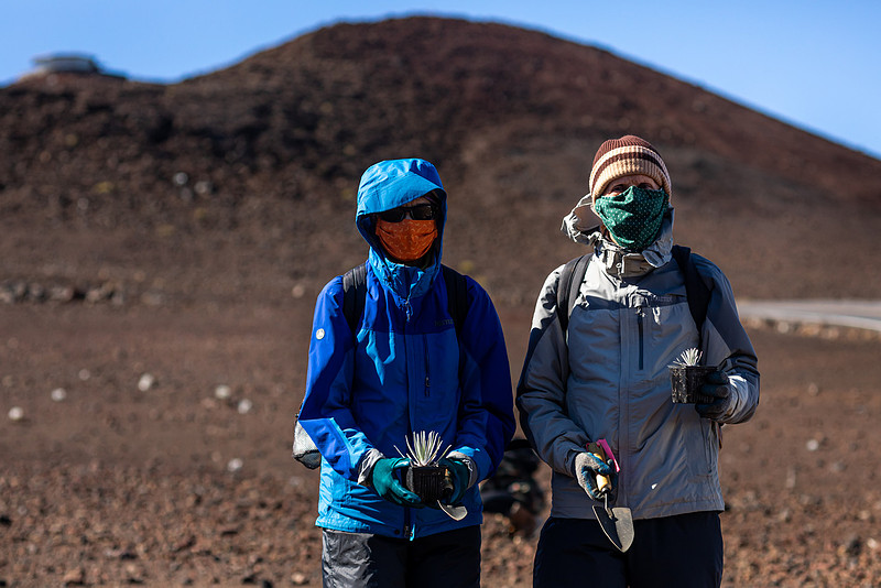 Silversword-Planting-Haleakala-Oct3020-029