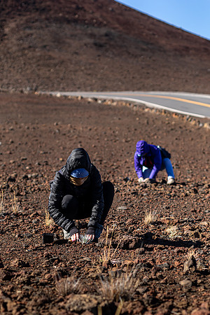 Silversword-Planting-Haleakala-Oct3020-030