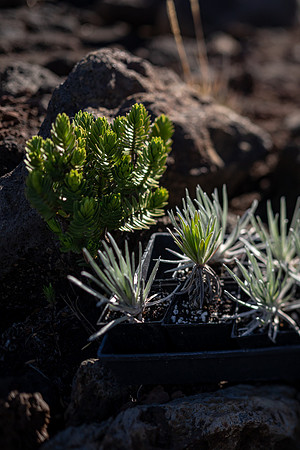 Silversword-Planting-Haleakala-Oct3020-035