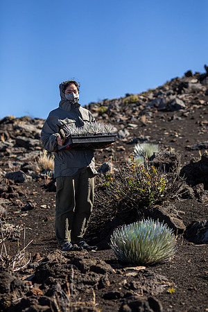 Silversword-Planting-Haleakala-Oct3020-036