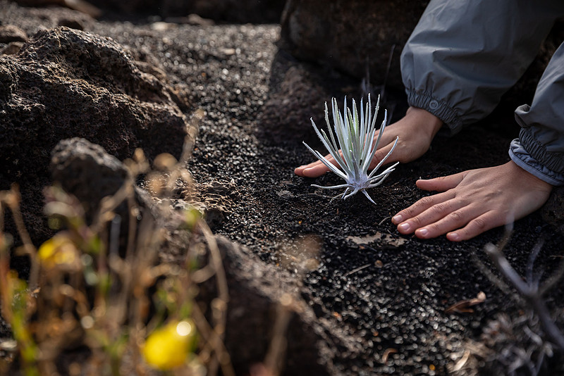 Silversword-Planting-Haleakala-Oct3020-042