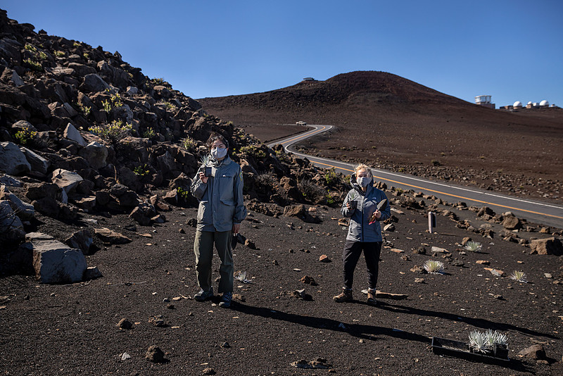 Silversword-Planting-Haleakala-Oct3020-044