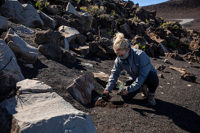 Silversword-Planting-Haleakala-Oct3020-047