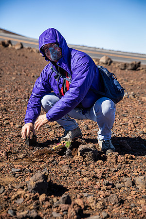 Silversword-Planting-Haleakala-Oct3020-054
