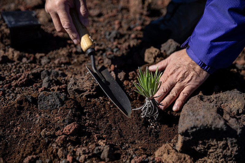 Silversword-Planting-Haleakala-Oct3020-055