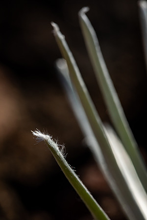 Silversword-Planting-Haleakala-Oct3020-057