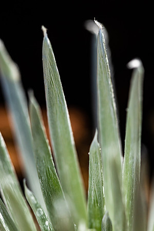 Silversword-Planting-Haleakala-Oct3020-058