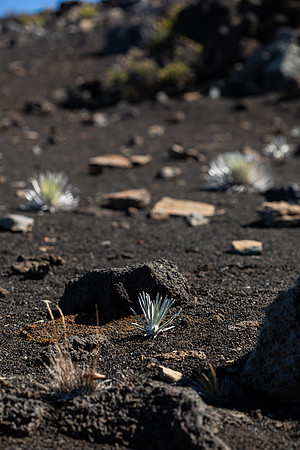 Silversword-Planting-Haleakala-Oct3020-059