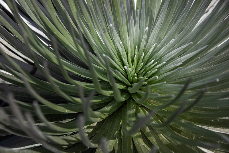 Silversword-Planting-Haleakala-Oct3020-063