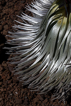 Silversword-Planting-Haleakala-Oct3020-065